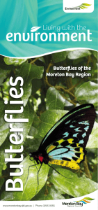 Butterflys - Moreton Bay Regional Council
