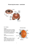 Enhancing the senses – worksheet Eye Anatomy Zonules The fiber