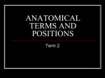 Anatomical Terms and Positions