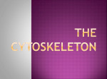 Cytoskeleton 14