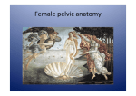 Female pelvic anatomy