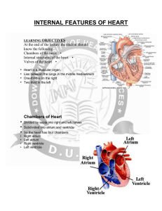 Chambers and internal features of heart