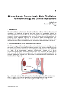 Atrioventricular Conduction in Atrial Fibrillation: Pathophysiology