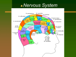 Nervous System Notes