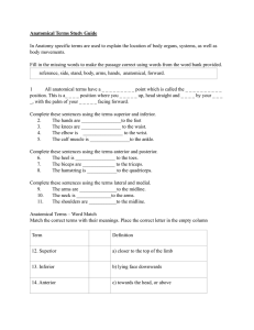 Anatomical Terms Study Guide