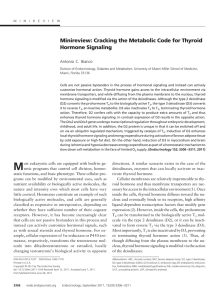 Minireview: Cracking the Metabolic Code for Thyroid Hormone