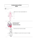 Circulatory System and Blood Review