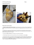 Sheep Heart Dissection - Mrs. Brenner`s Biology