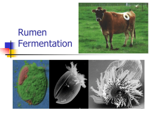 Rumen fermentation