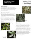 Rainforest Kit - rainforest plant adaptations stage 3 information sheet