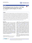 The biological role of actinin-4 (ACTN4)