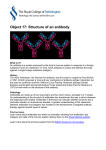 Object 17: Structure of an antibody