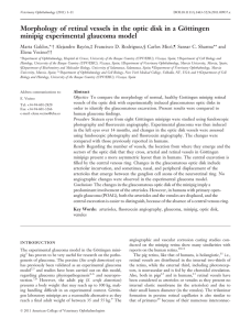 Morphology of retinal vessels in the optic disk in a Gttingen minipig