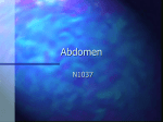 Abdomen