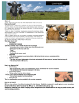 Infectious Bovine Rhinotracheitis (IBR) Cow Health