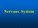 Nervous System