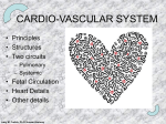 cardio-vascular system