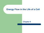 Chapter 6 Energy Flow in the life of a Cell