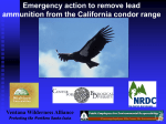 Emergency Action to Remove Lead Ammunition from the California