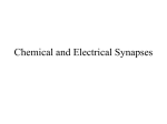 Chemical and Electrical Synapses The Two Kinds of Synapses