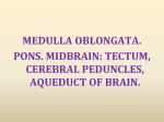 Figure 4.8 The human brain stem This composite structure extends