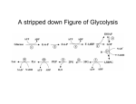 Figure 17-3 Degradation of glucose via the glycolytic pathway.