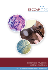 Superficial Mycoses in Dogs and Cats