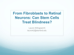 From Fibroblasts to Retinal Neurons: Can Stem Cells Treat Blindness?