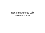 Renal Pathology Lab November 7, 2013