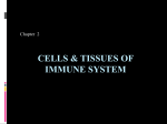 CELLS AND TISSUES OF THE ADAPTIVE IMMUNE SYSTEM
