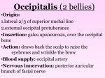 Occipitalis (2 bellies) - Fullfrontalanatomy.com