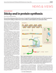 Sticky end in protein synthesis - The School of Molecular and