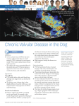 Chronic Valvular Disease in the Dog