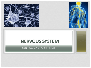 Nervous System