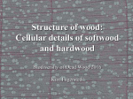 Anatomy of wood
