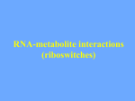 RIBOSWITCHES - Creighton Chemistry Webserver