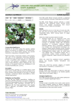 Butterfly spyridium fact sheet - Natural Resources South Australia