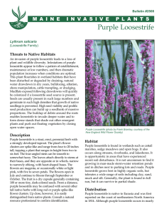 Purple Loosestrife - University of Maine Cooperative Extension