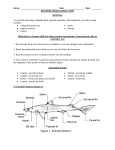 Name: Date: Class: ______ DOGFISH SHARK DISSECTION