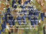 Cynthiana Propagation