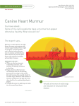 Canine Heart Murmur