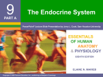 Endocrine System Notes