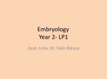 LP1 - Embriologie