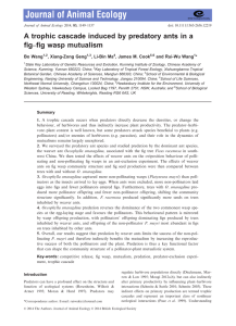 A trophic cascade induced by predatory ants in a figfig wasp