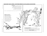 case study: how losing a keystone species can collapse an ecosystem