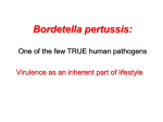 Bordetella pertussis