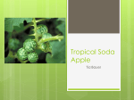 Bauer_Tropical Soda Apple