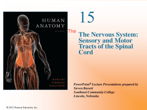 The Nervous System: Sensory and Motor Tracts of the Spinal Cord