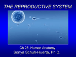 the reproductive system