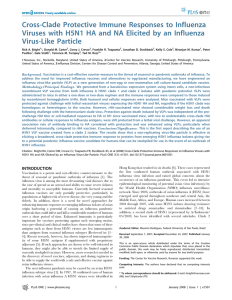 Cross-Clade Protective Immune Responses to Influenza Viruses